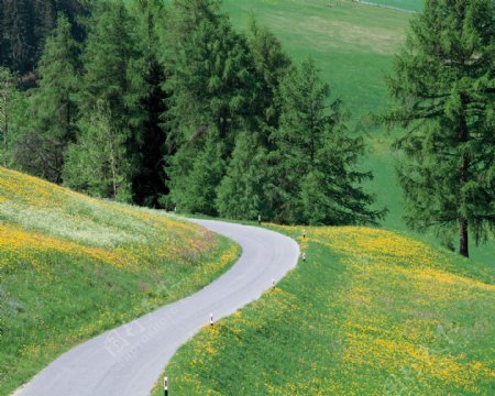 林间小道图片