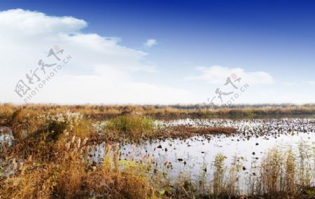 安国湿地图片