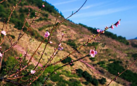 源东桃花坞图片