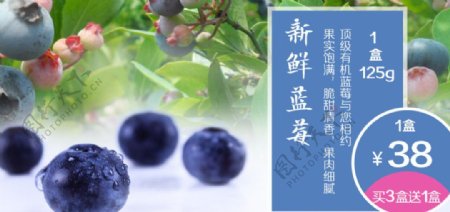 蓝莓水果海报图片