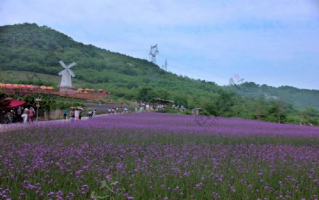 薰衣草庄园风景片图片