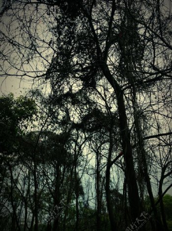 家边漆黑的树图片