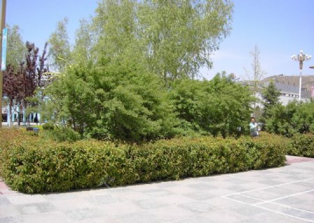 广场春季景色图片