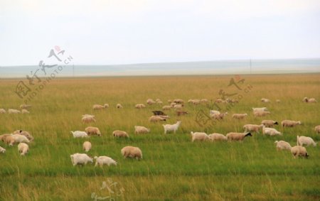 内蒙大草原绵羊成群图片