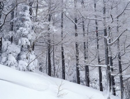 大雪迷幻图片