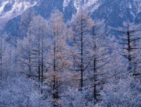 大雪迷幻图片