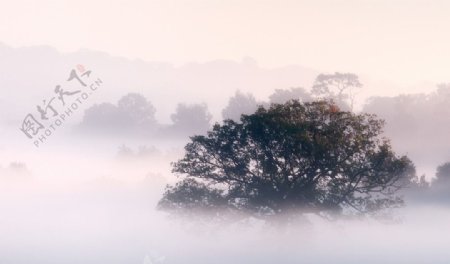 清晨迷雾图片