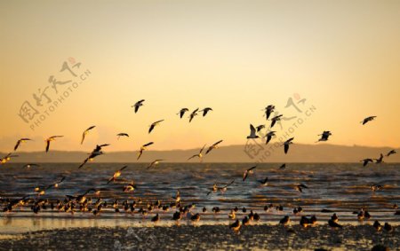 夕阳海边海鸥图片