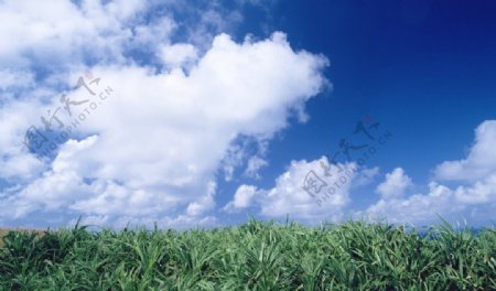 蓝天白云绿草背景图片