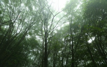 树林景观图片