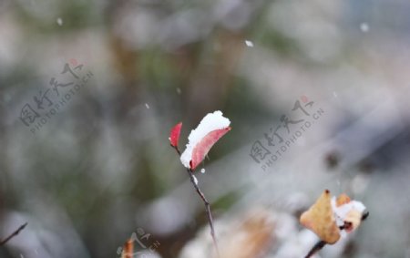 下雪图片