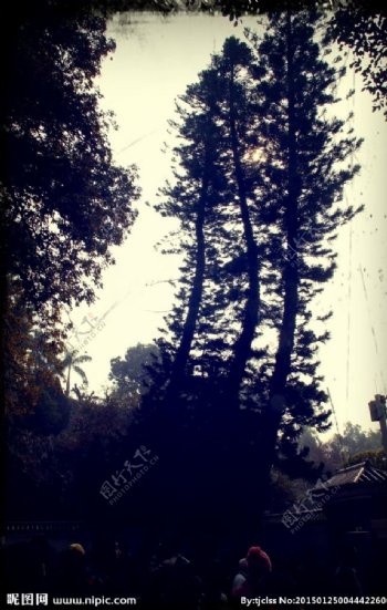 斑驳树影图片