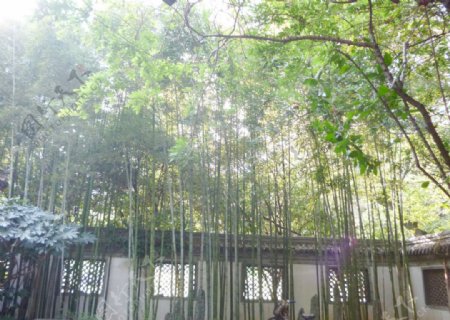 公园竹林图片