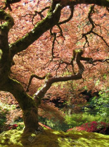 日本花园中的枫树图片