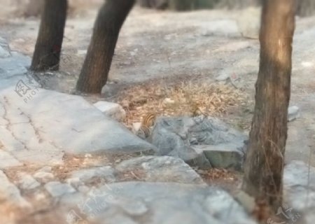 石头旁的野生松鼠图片