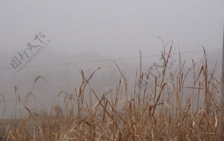 乡村晨雾图片