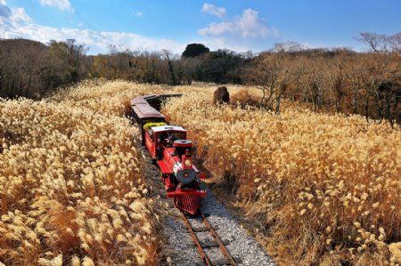 济州岛火车图片