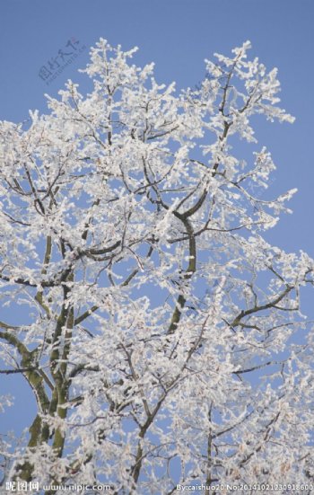 冬日银树图片