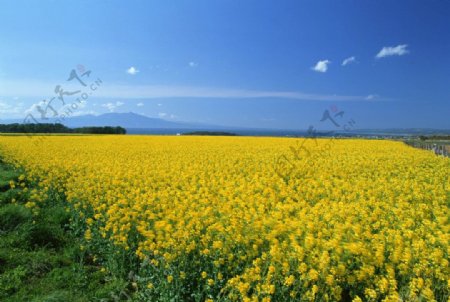 草地蓝天风景图图片