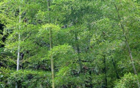 竹林自然风景图片