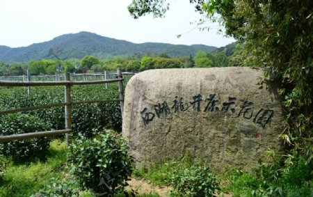龙井村图片