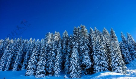 雪景图片