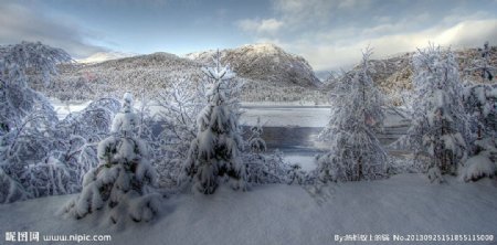 冬天杉树雪花摄影图片
