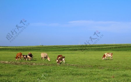 草地与奶牛风景图片