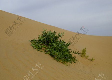 沙芥绿色植物图片