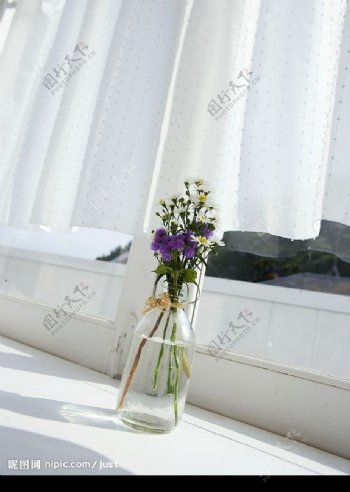 窗前白菊花图片