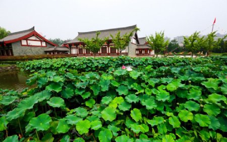 大唐芙蓉园图片