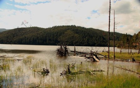 枯木湖边图片
