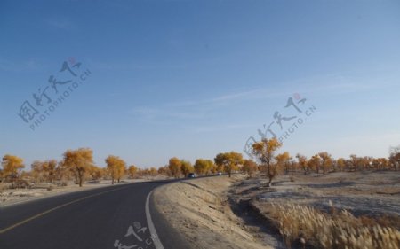 新疆罗布人村寨胡杨图片