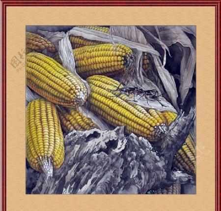玉米蛐蛐图片