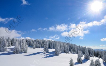 雪地图片