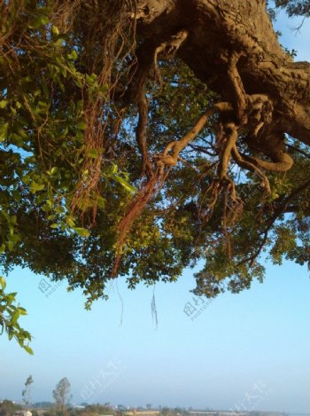 大堤上的老榕树图片