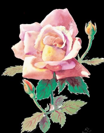 手绘粉色玫瑰花图片