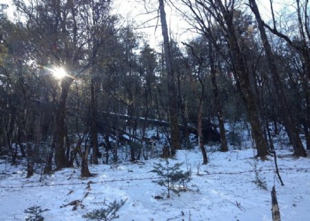 雪山森林图片