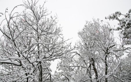 森林雪景图片