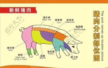 猪肉分割部位图图片