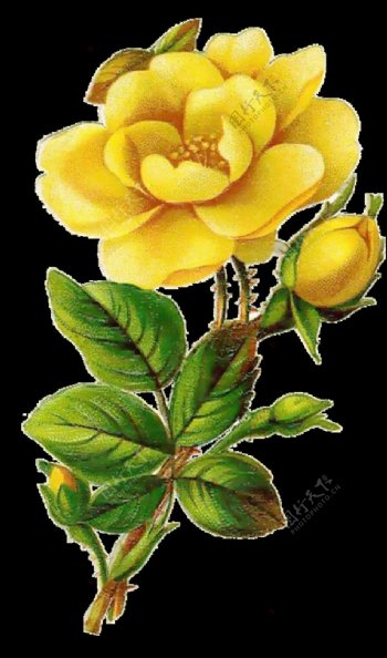 复古黄色玫瑰花图片