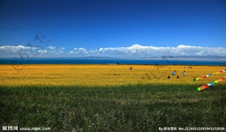 油菜花开图片