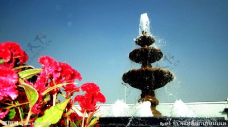 鸡冠花与喷泉图片