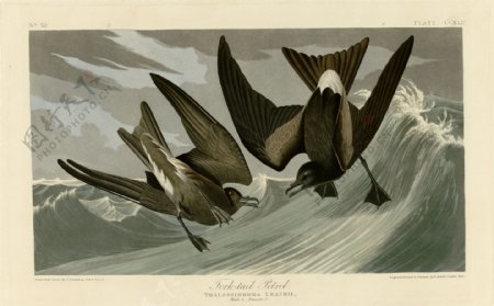 叉尾海燕图片