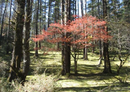 玉龙雪山的红叶图片