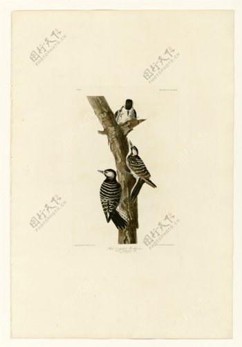 红嘴啄木鸟图片