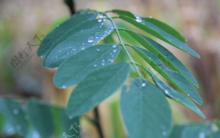 闭月羞花图片