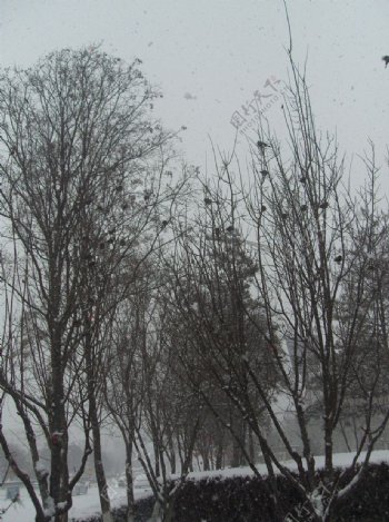 雪中麻雀图片