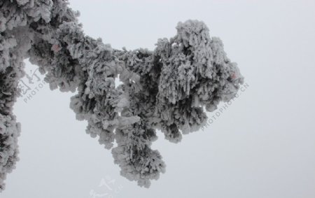 衡山雾松图片