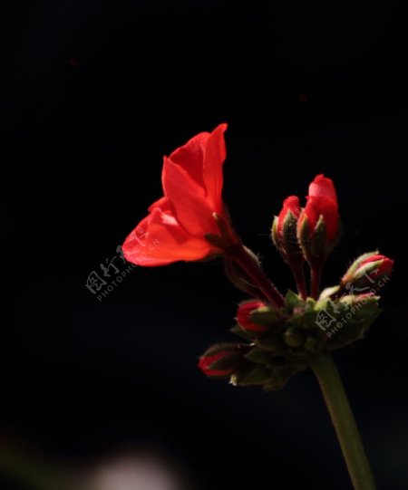 红花黑背景图片